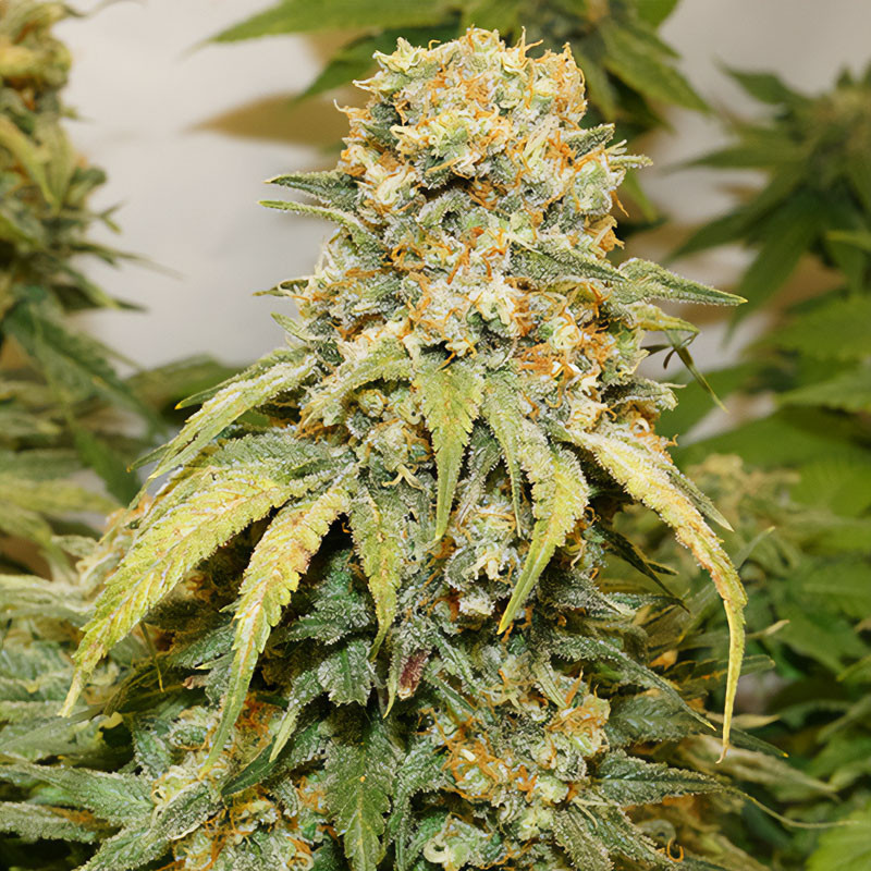 Banana Blaze - Dutch Passion - Semi Femminizzati, vista 3