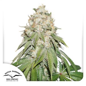 Banana Blaze Dutch Passion Semi Femminizzati cime resinose
