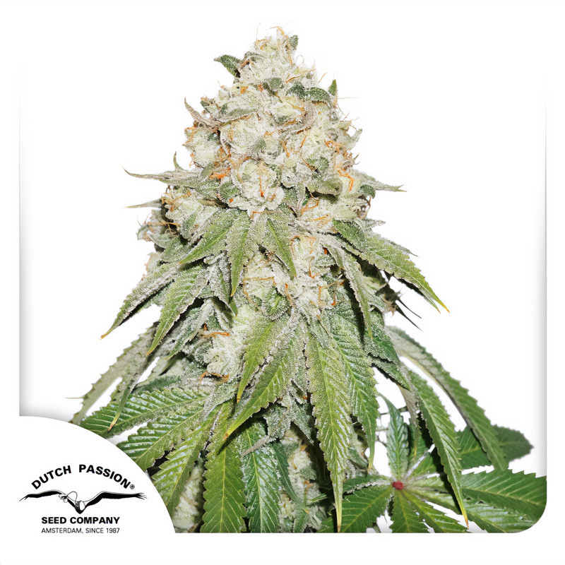 Banana Blaze Dutch Passion Semi Femminizzati cime resinose