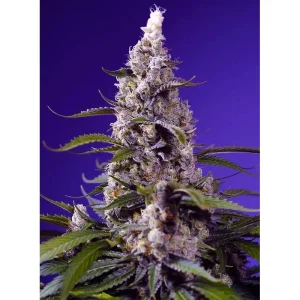 Banana Cream Cake XL Auto Sweet Seeds Semi Autofiorenti cime resinose