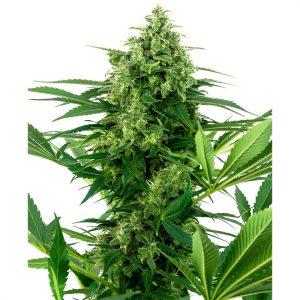 Banana Frosting Sensi Seeds Semi Femminizzati cime resinose