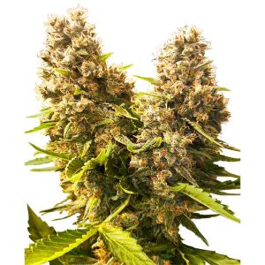 Banana Kush Cake Auto Sensi Seeds Semi Autofiorenti cime resinose