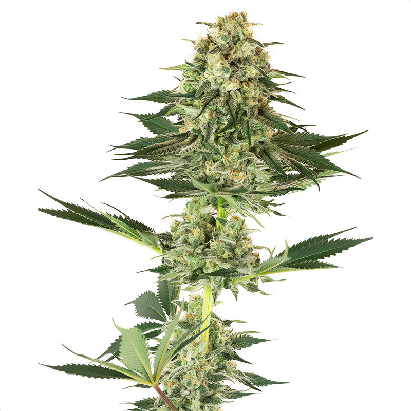 Banana Kush Sensi Seeds Semi Femminizzati cime resinose