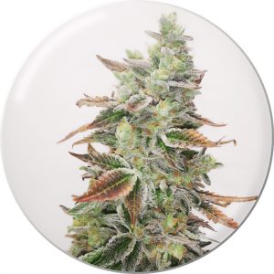 Banana Purp Medical Seeds Semi Femminizzati cime viola
