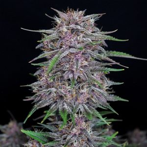 Banana Purple Punch Auto FastBuds Semi Autofiorenti cime resinose
