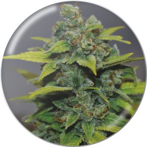 Banana Zkittlez Medical Seeds Semi Femminizzati cime resinose
