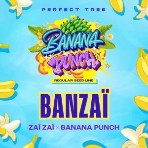 Banzai Perfect Tree Semi Regolari pianta madre