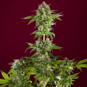 Bass Line Reggae Seeds Semi Femminizzati cime resinose