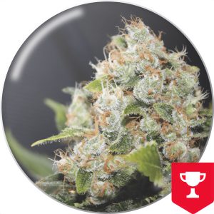 BCN Sour Diesel Medical Seeds Semi Femminizzati cime resinose