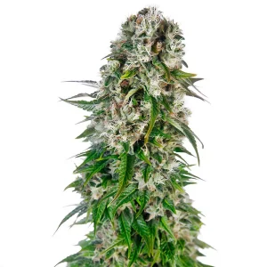 Big Bud Auto Sensi Seeds Semi Autofiorenti cime resinose