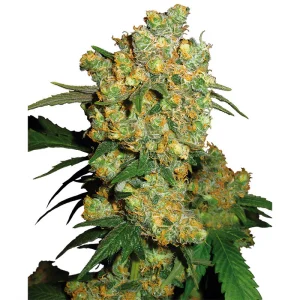 Big Bud Sensi Seeds Semi Femminizzati cime dense