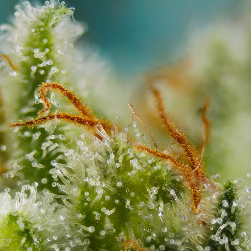 Big Devil XL Auto - Sweet Seeds - Semi Autofiorenti, vista 2