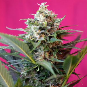Big Devil XL Auto Sweet Seeds Semi Autofiorenti cime resinose