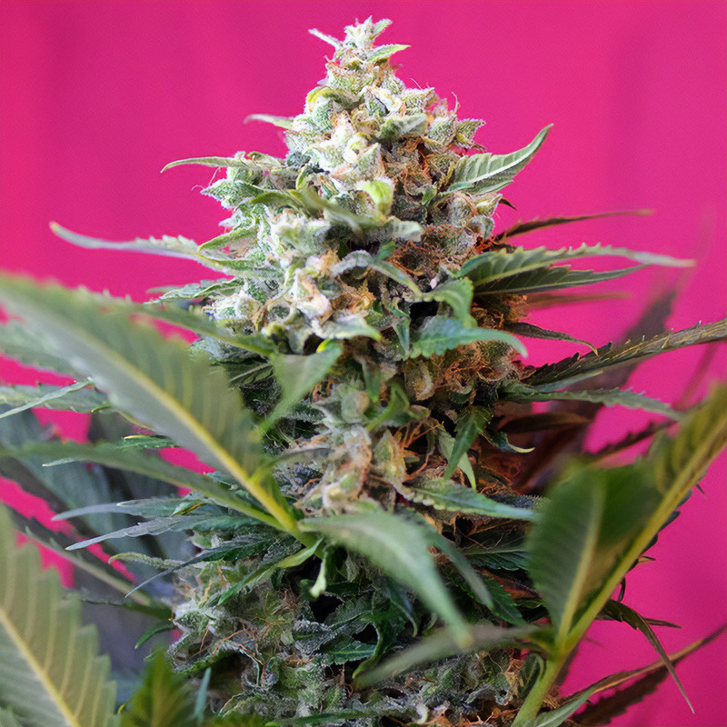 Big Devil XL Auto Sweet Seeds Semi Autofiorenti cime resinose