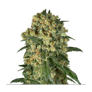 Big Kush Semi Femminizzati cime dense