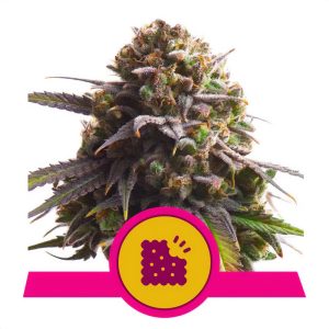 Biscotti Royal Queen Seeds Semi Femminizzati cime viola