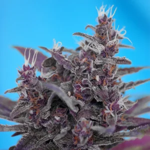 Black Cream Auto Sweet Seeds Semi Autofiorenti cime resinose