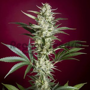 Black Dance Reggae Seeds Semi Femminizzati cime scure