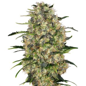 Black Domina Sensi Seeds Semi Femminizzati cime scure resinose