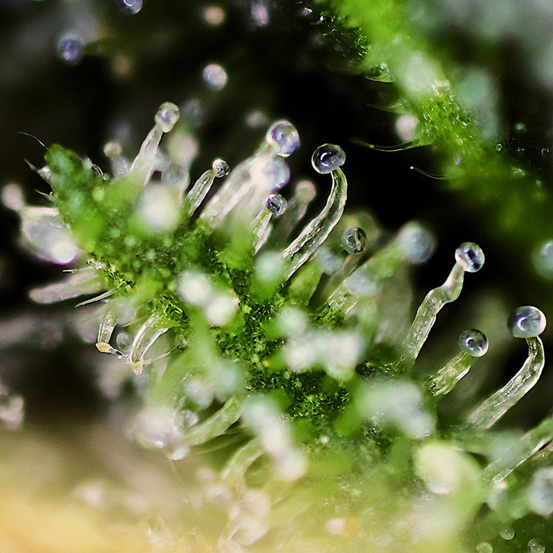 Black Jack - Sweet Seeds - Semi Femminizzati, vista 3