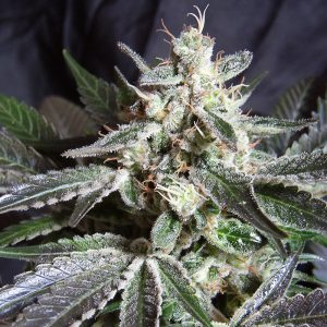 Black Jack Sweet Seeds Semi Femminizzati cime resinose