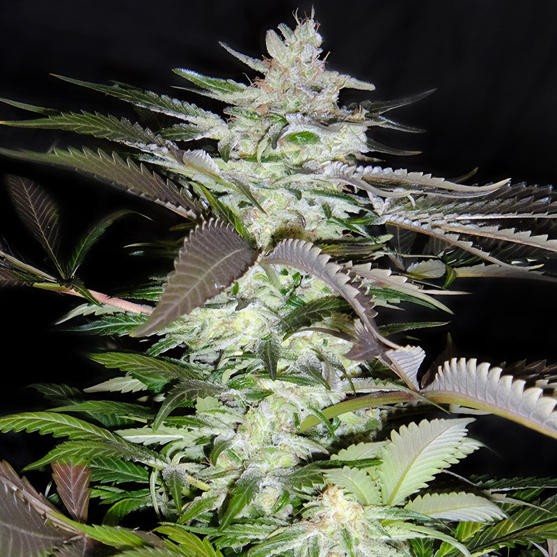 Black Jack - Sweet Seeds - Semi Femminizzati, vista 4