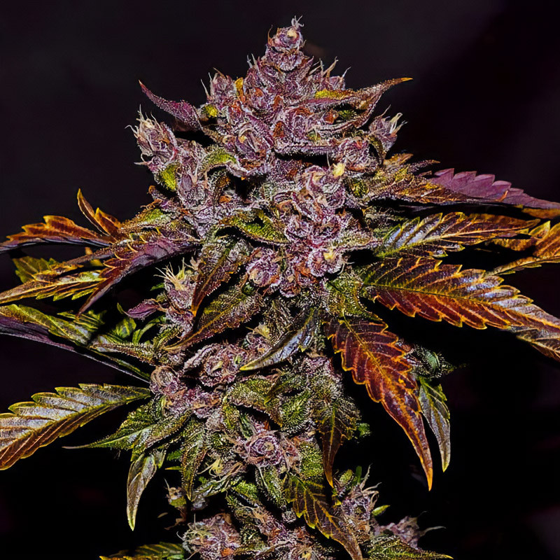 Blackberry Auto - FastBuds - Semi Autofiorenti, vista 2