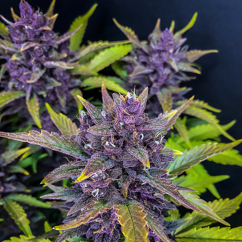 Blackberry Auto - FastBuds - Semi Autofiorenti, vista 3