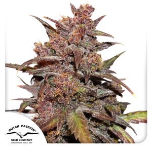 Blackberry Kush Auto Dutch Passion Semi CBD cime dense