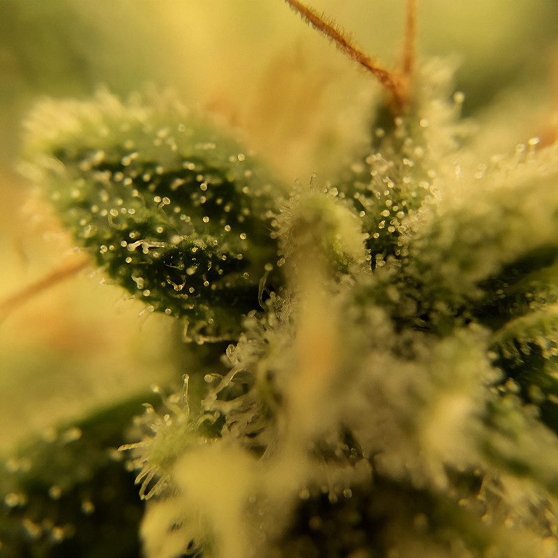 Blood Orange Sorbet - DNA Genetics - Semi Femminizzati, vista 3
