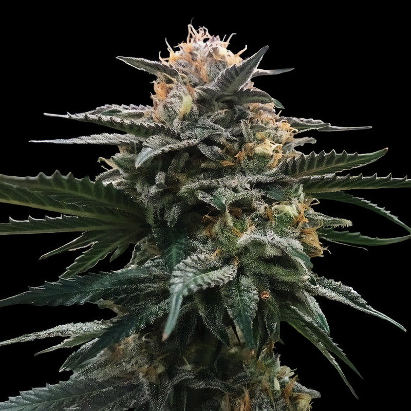 Blood Orange Sorbet DNA Genetics Semi Femminizzati cime resinose