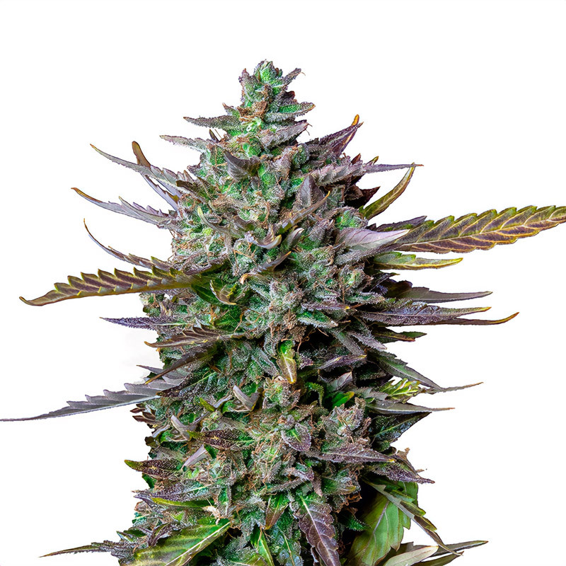 Blue Cheese Automatic - Royal Queen Seeds - Semi Autofiorenti, vista 3