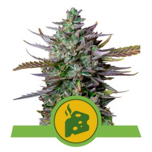 Blue Cheese Automatic Royal Queen Seeds Semi Autofiorenti cime resinose