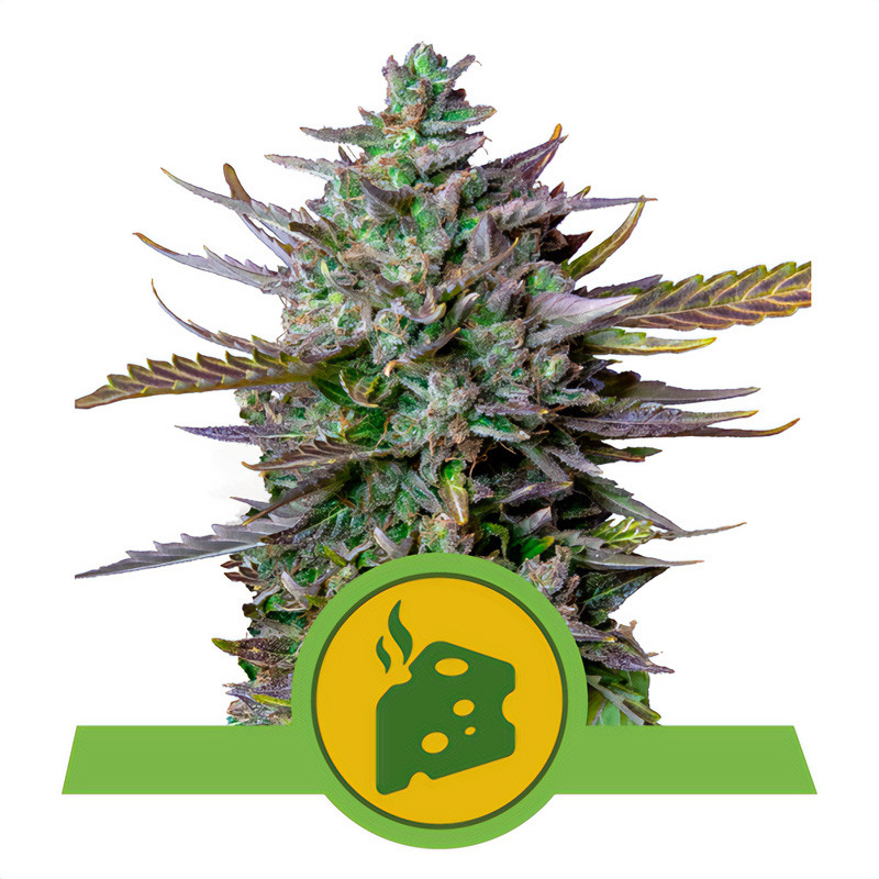 Blue Cheese Automatic Royal Queen Seeds Semi Autofiorenti cime resinose