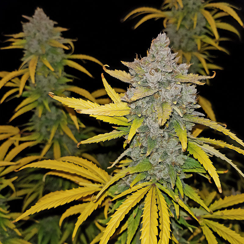 Blue Dream Matic Auto - FastBuds - Semi Autofiorenti, vista 2