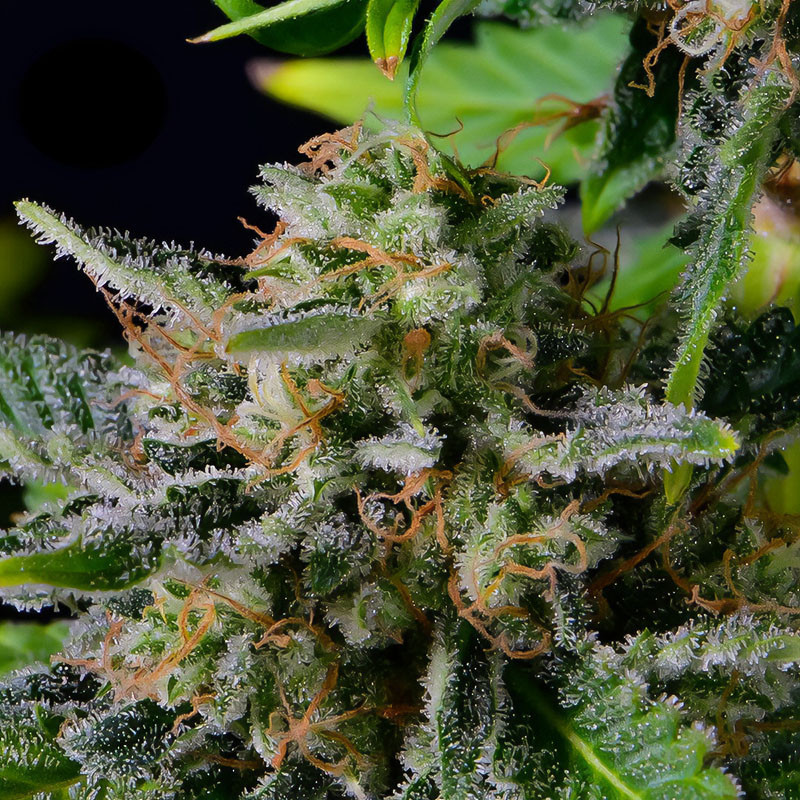 Blue Dream Matic Auto - FastBuds - Semi Autofiorenti, vista 3