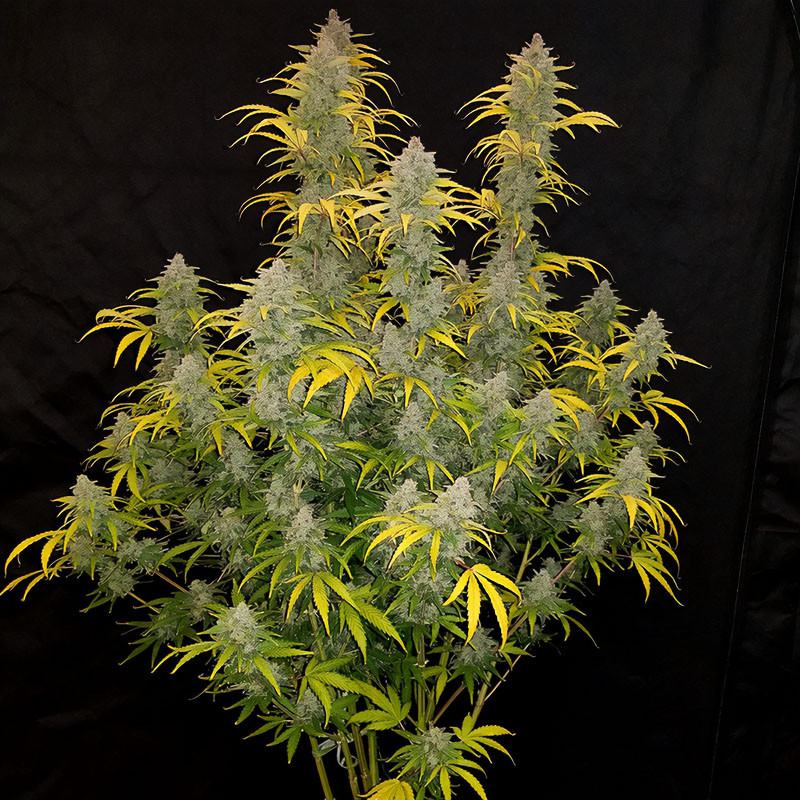 Blue Dream Matic Auto - FastBuds - Semi Autofiorenti, vista 4