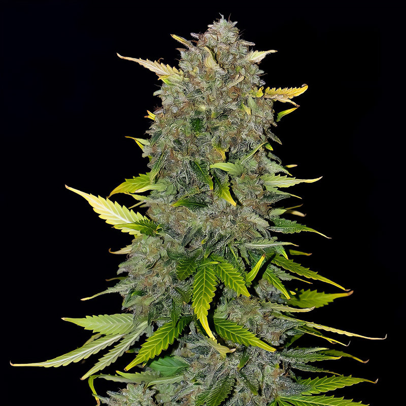 Blue Dream Matic Auto FastBuds Semi Autofiorenti cime resinose