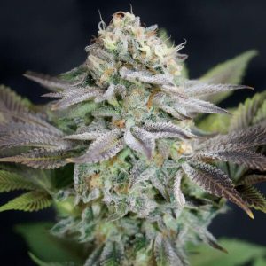 Blue Dream Semi Femminizzati cime resinose