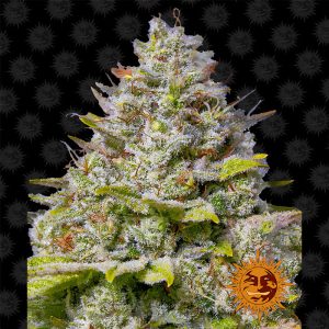 Blue Gelato 41 Barney's Farm Semi Femminizzati cime blu viola