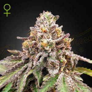 Blue Haze x Gelato 41 Auto Green House Seeds Semi Autofiorenti cime resinose