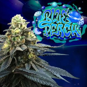 Blue Peach Perfect Tree Semi Femminizzati cime blu