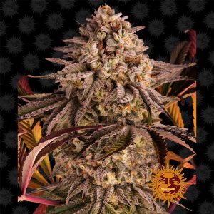 Blue Sunset Sherbert Barney's Farm Semi Femminizzati cime colorate