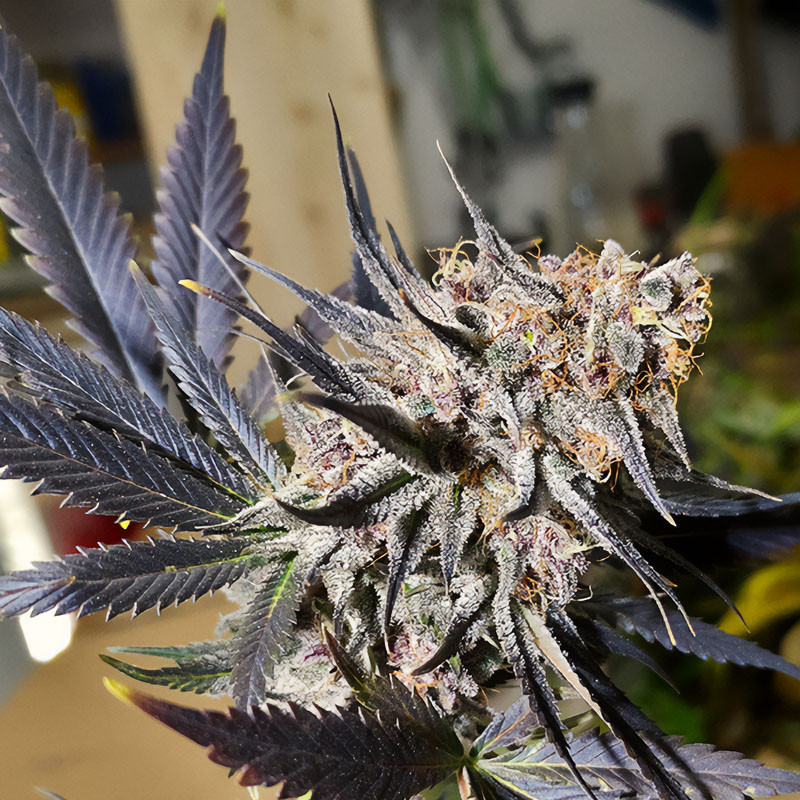 Blueberry - Dutch Passion - Semi Femminizzati, vista 2