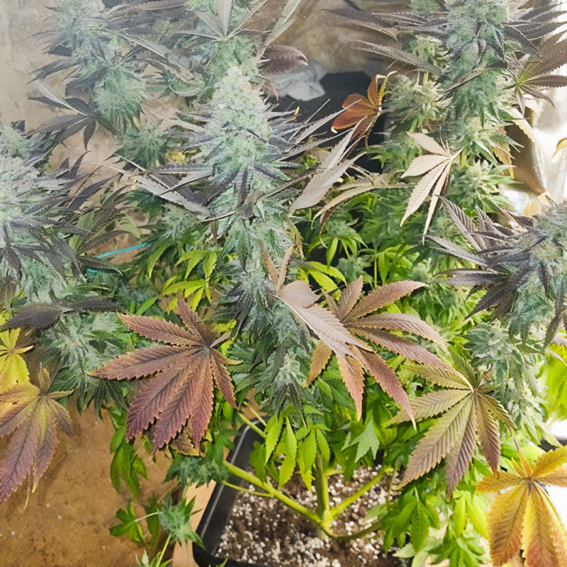 Blueberry - Dutch Passion - Semi Femminizzati, vista 3
