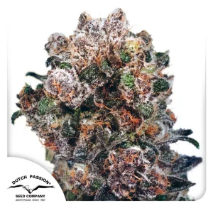 Blueberry Dutch Passion Semi Femminizzati cime blu viola