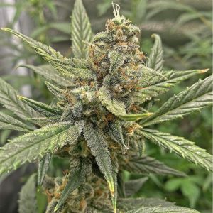 Blueberry Haze Semi Femminizzati cime resinose