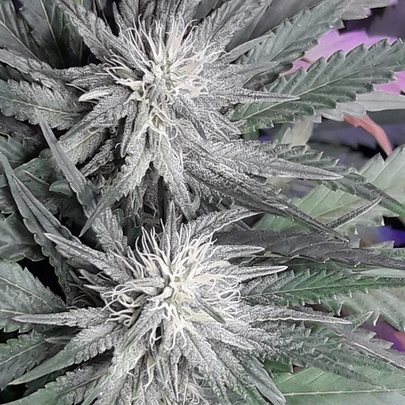 Bluehell - Medical Seeds - Semi CBD, vista 2