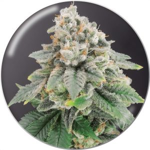 Bluehell Medical Seeds Semi CBD cime dai toni blu
