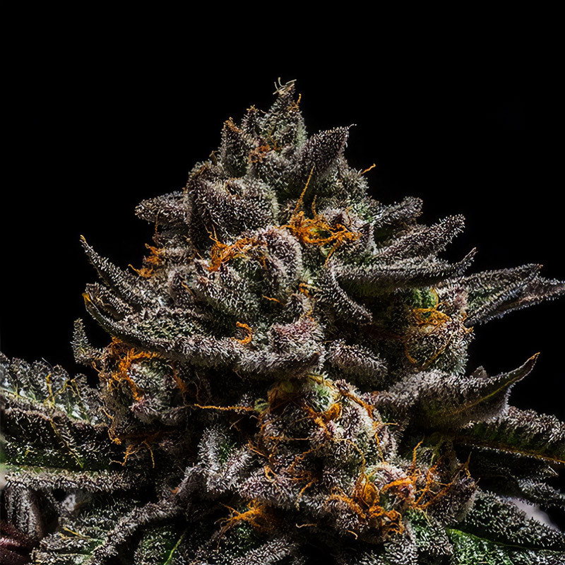 Brain Cake Ripper Seeds Semi Femminizzati cime resinose